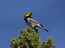 Golden-cheeked warbler sitting in tree top