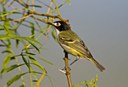 Black Capped vireo perched on branch