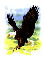 illustration of bald eagle in flight
