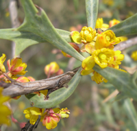 green leaves and yellow flowers