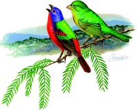 Male and female bunting perched on tree limb