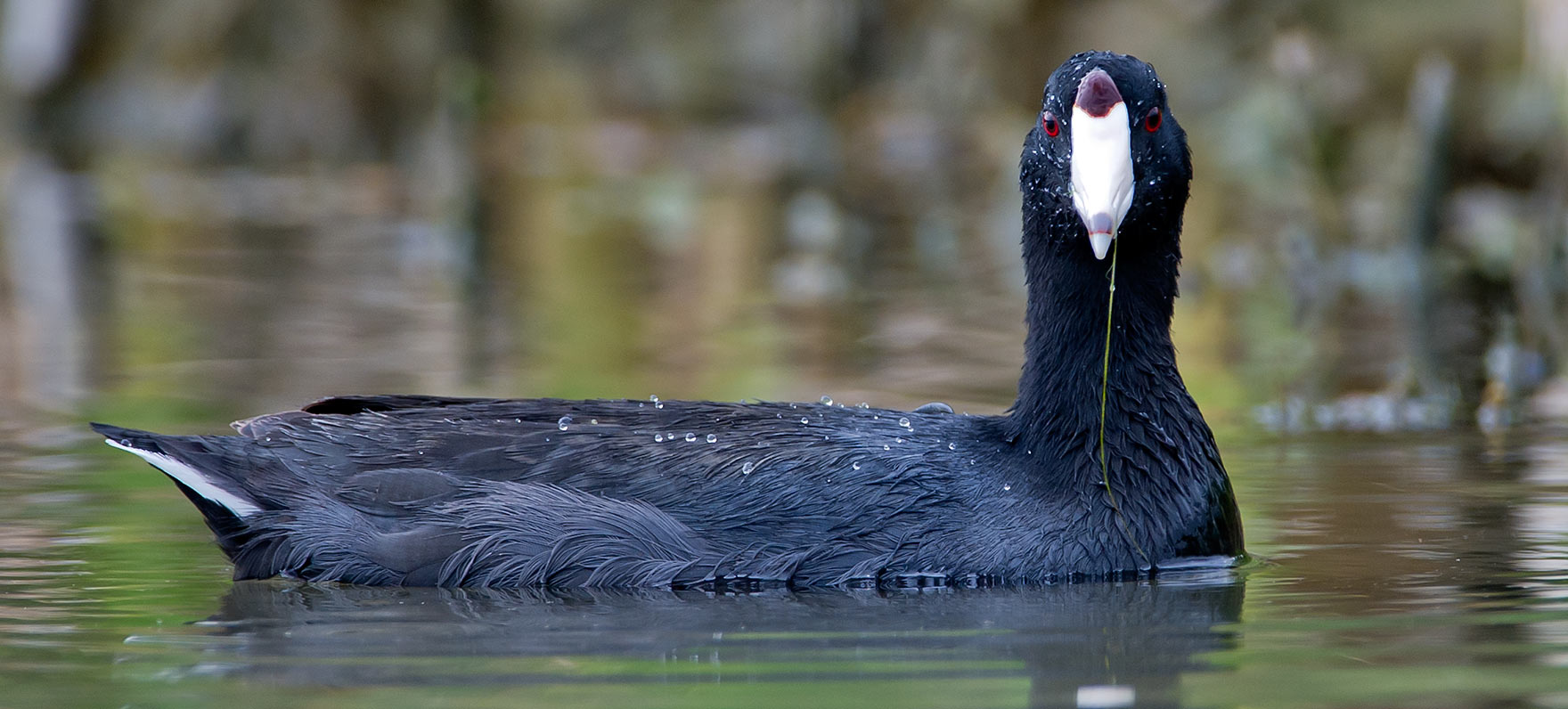 American Coot