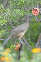 small gray bird on a branch