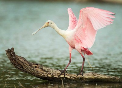 large bird on log in water with pink wings outstretched