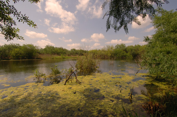 Water body surround by shrubby trees with algae in the foreground