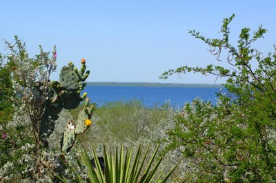 Southwest plants with Falcon Lake in the distance.
