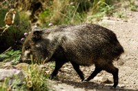 Javelina