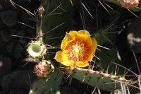 Prickly pear bloom and prickly pear pads with thorns.