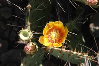 Prickly pear bloom and prickly pear pads with thorns.