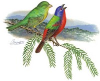 drawing of a pair of colorful painted buntings