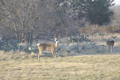 Deer in a field, looking at photographer