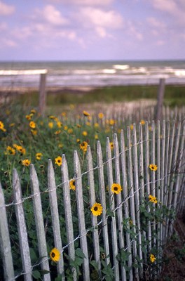 White picket fence with flowers and the beach behind.