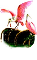 Large bird with wings spread