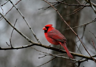 Goliad-Cardinal-closeup_1200p.jpg