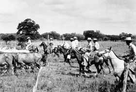 herding_280x190.jpg