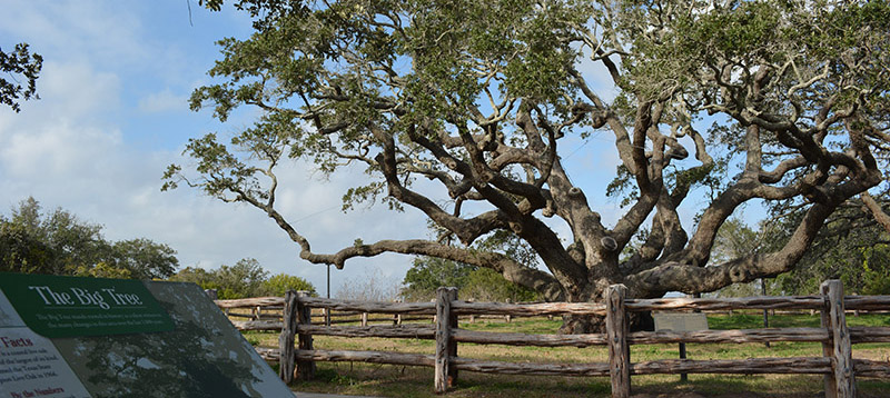 Goose Island Big Tree