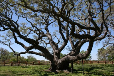 large live oak surrounded by board fence.