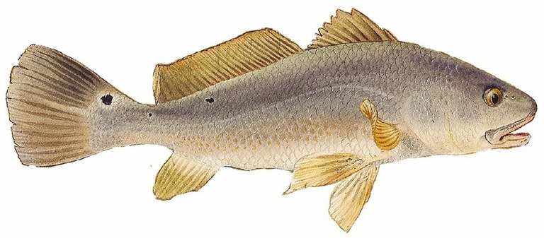 Illustration of red drum fish