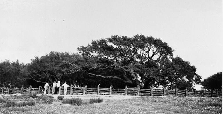 The Big Tree, ca. 1935.