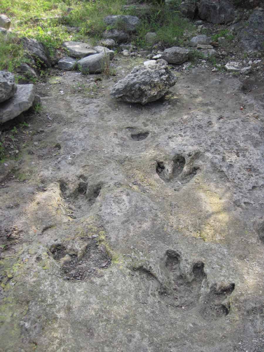 IMG_4610-Upper-trackway-sequence-after-clearing-Aug-6,-2014_1200p.jpg