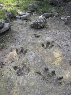 IMG_4610-Upper-trackway-sequence-after-clearing-Aug-6,-2014_1200p.jpg