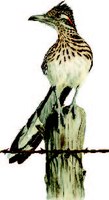 Roadrunner sitting on fencepost