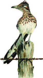 Roadrunner Illustration