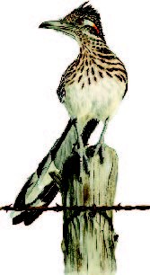 Roadrunner Illustration