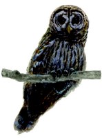 illustration of owl sitting on branch