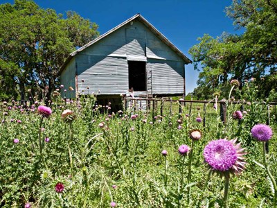 old barn and fence surrounded by flowers and trees