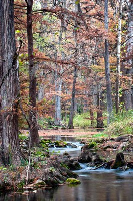 View up the creek with fall colors on the bald cypress trees