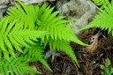 Bright green ferns on the forest floor