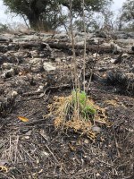 Small green plant against burned and rocky landscape