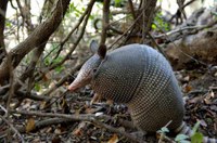 Armadillo standing on hind legs