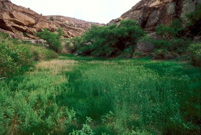 Moist habitat at base of hills