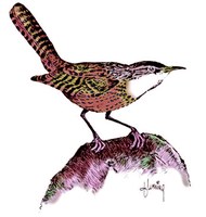 illustration of brown bird