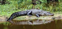 Alligator on bank of lake.