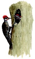 Woodpecker feeding its young