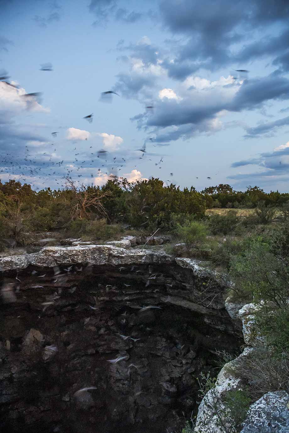 Bats over Devils Sink Hole