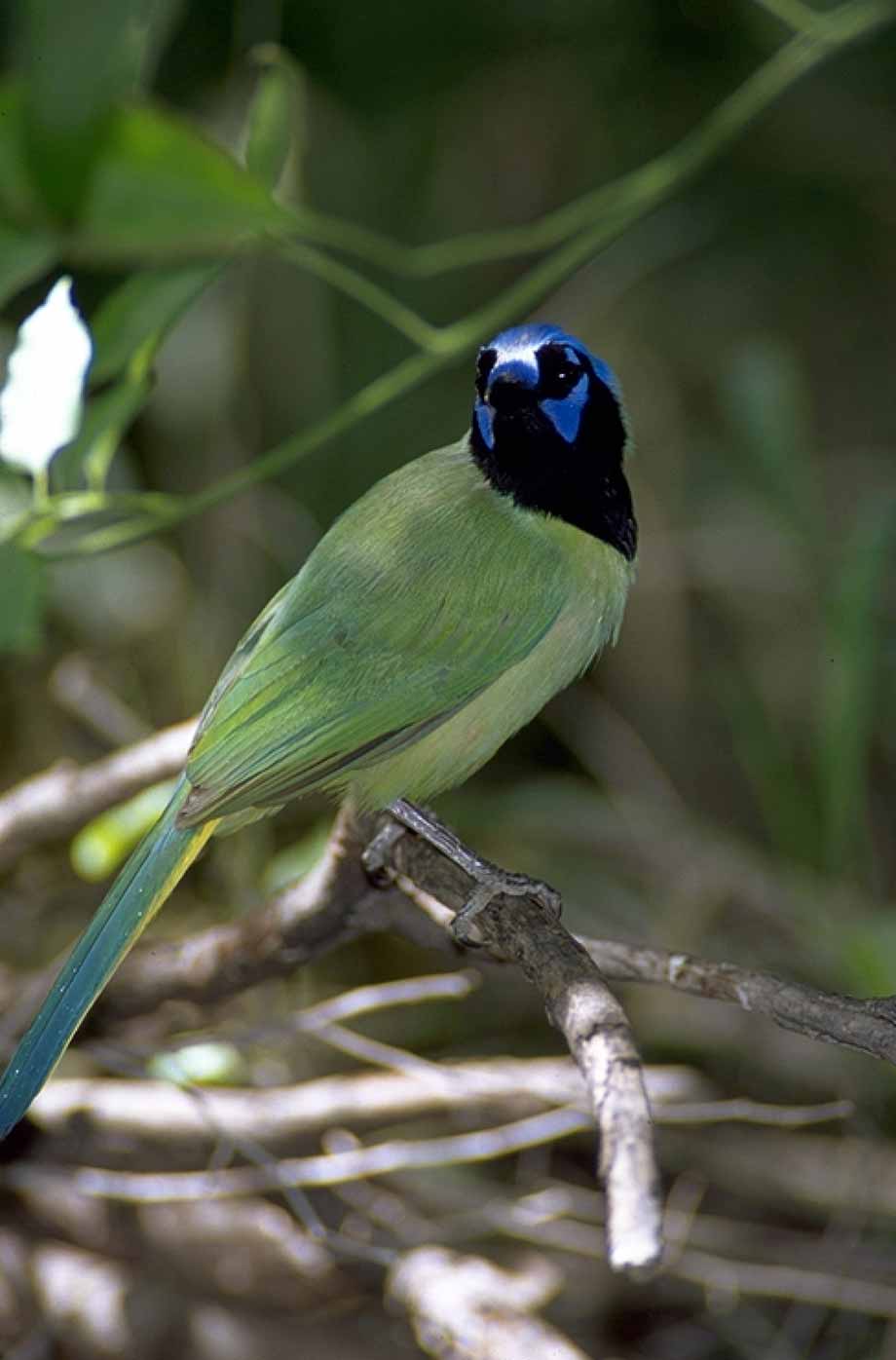 Bird in State Park