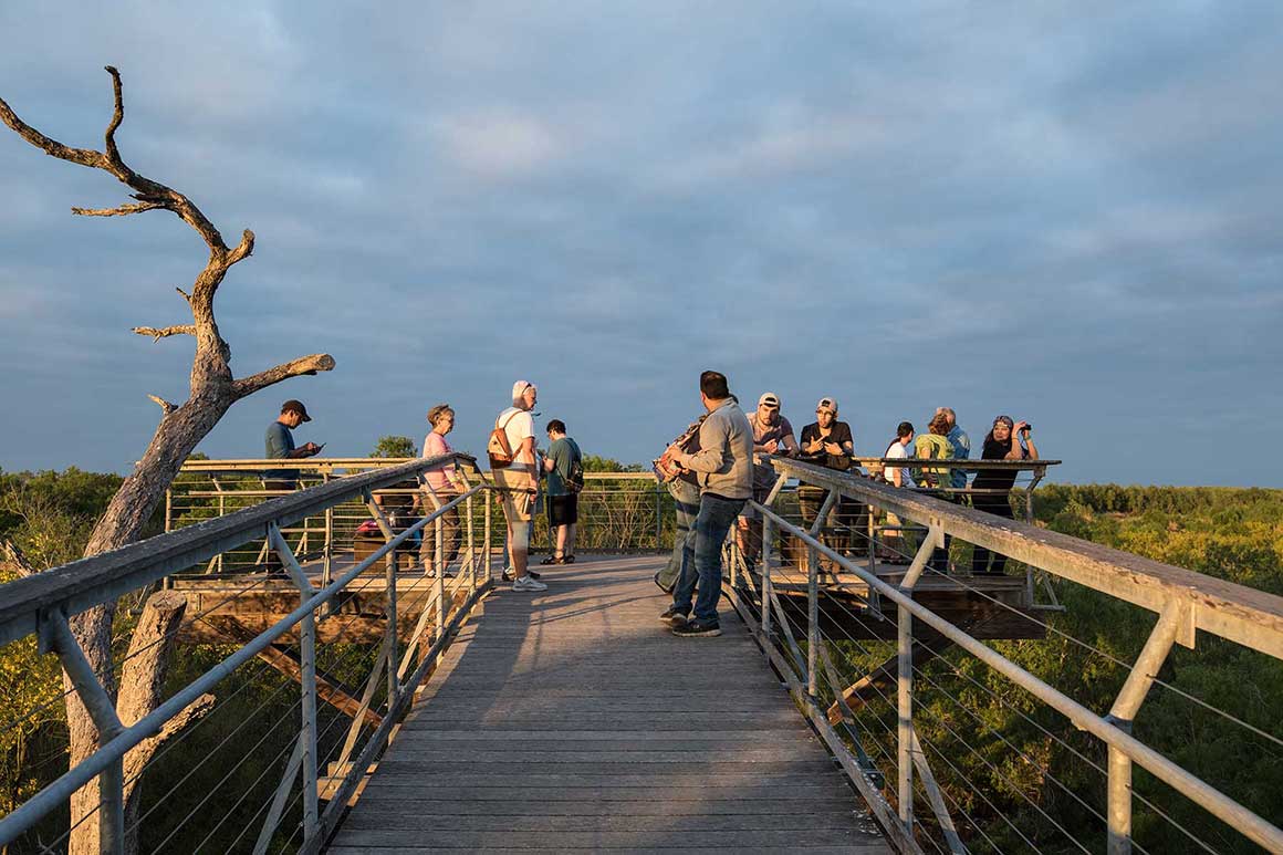 Birding at Bentsen-Rio Grande Valley State Park