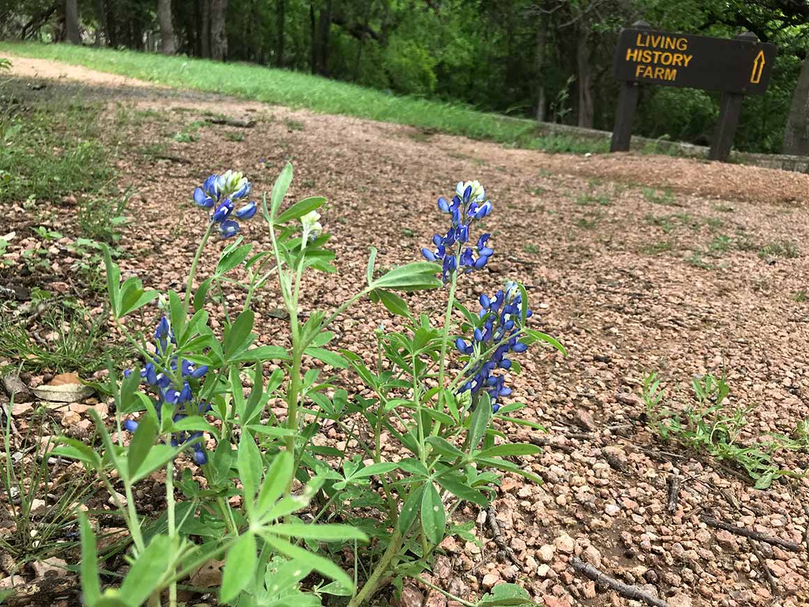 Bluebonnet on LBJ hike trail