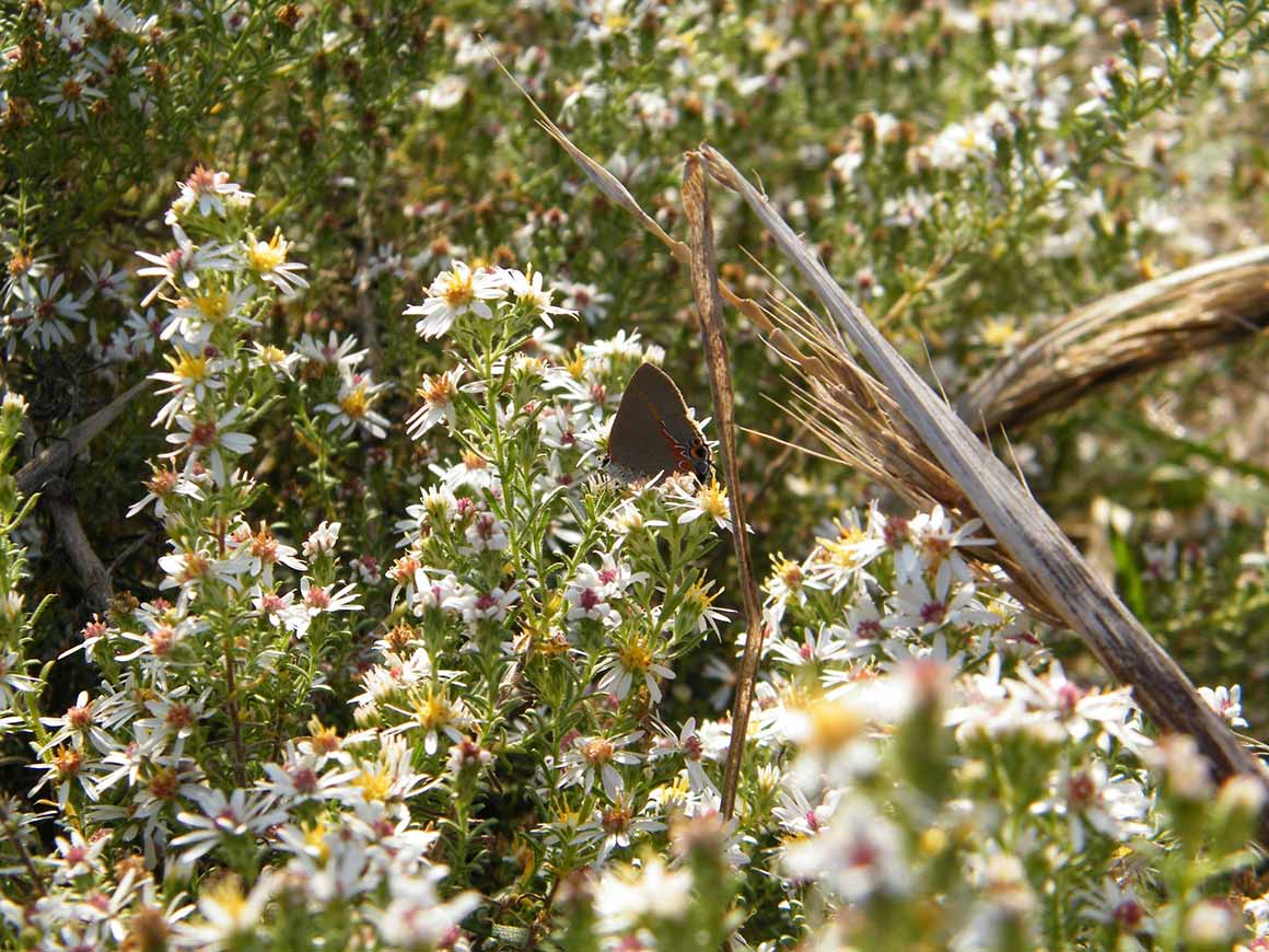 Cedar Hill Red Banded Hairstreak Butterfly