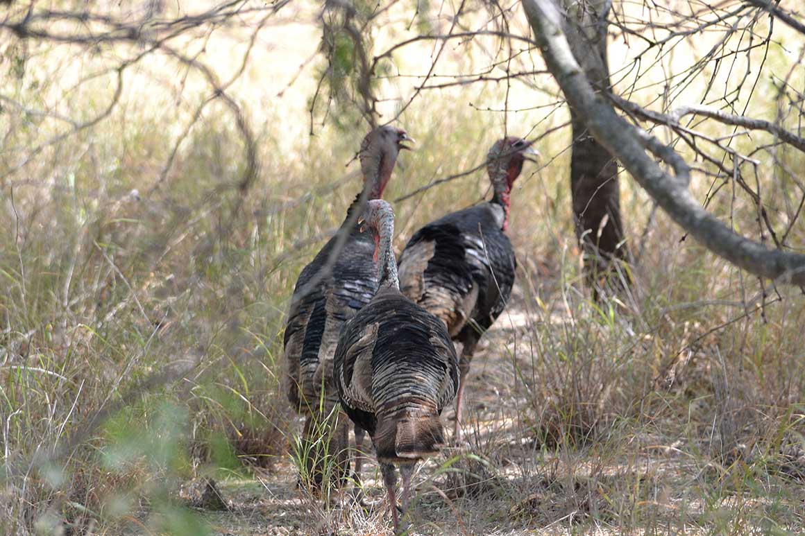 1 Rio Grande wild turkey