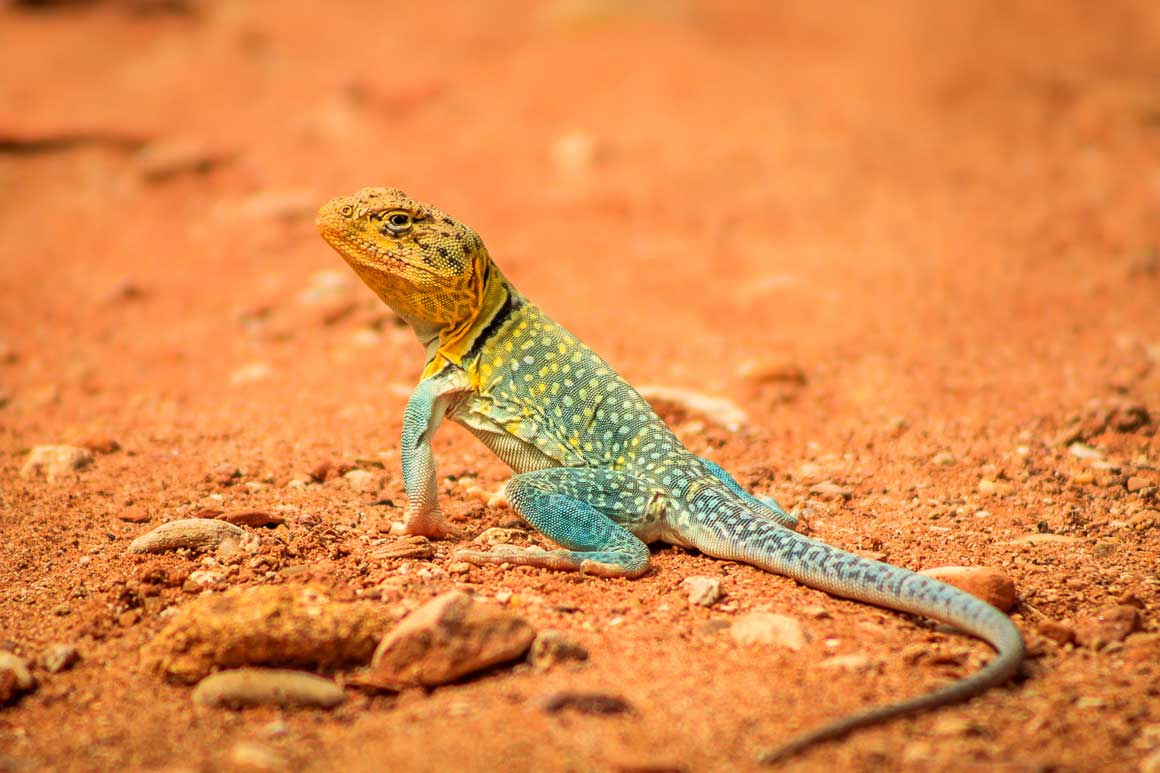 Collared lizard in Caprock Canyon State Park