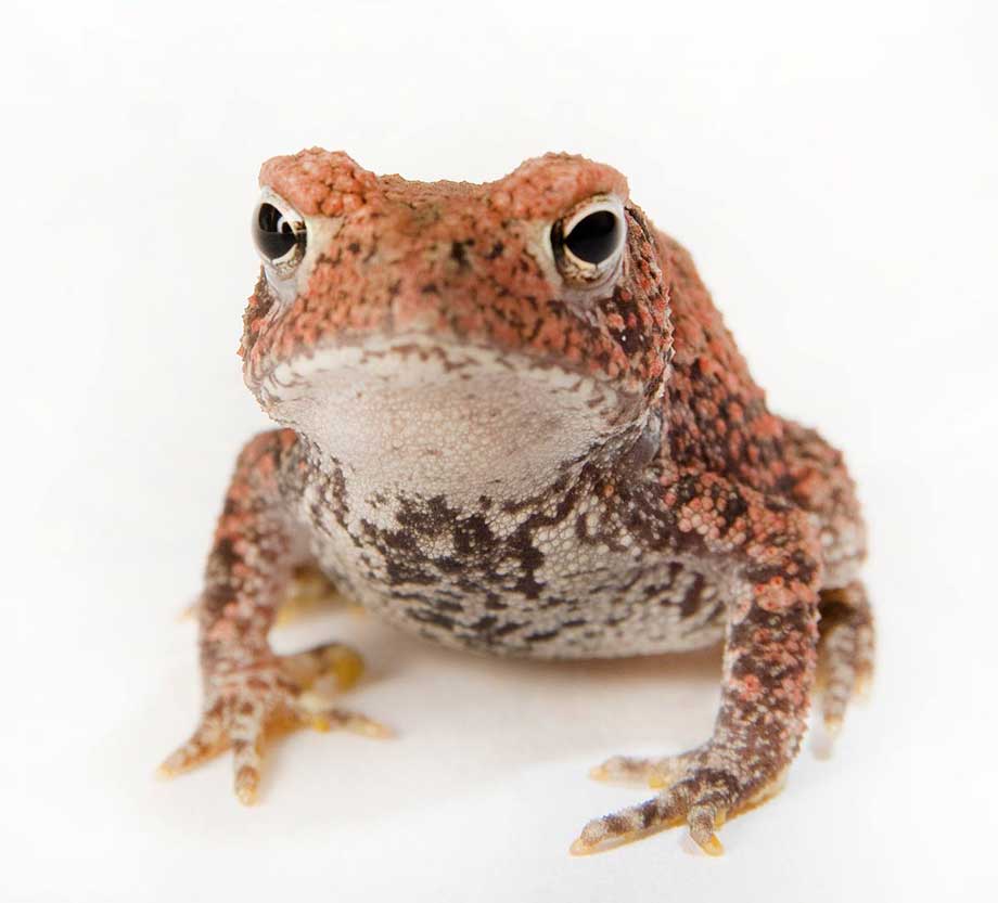 Houston toad