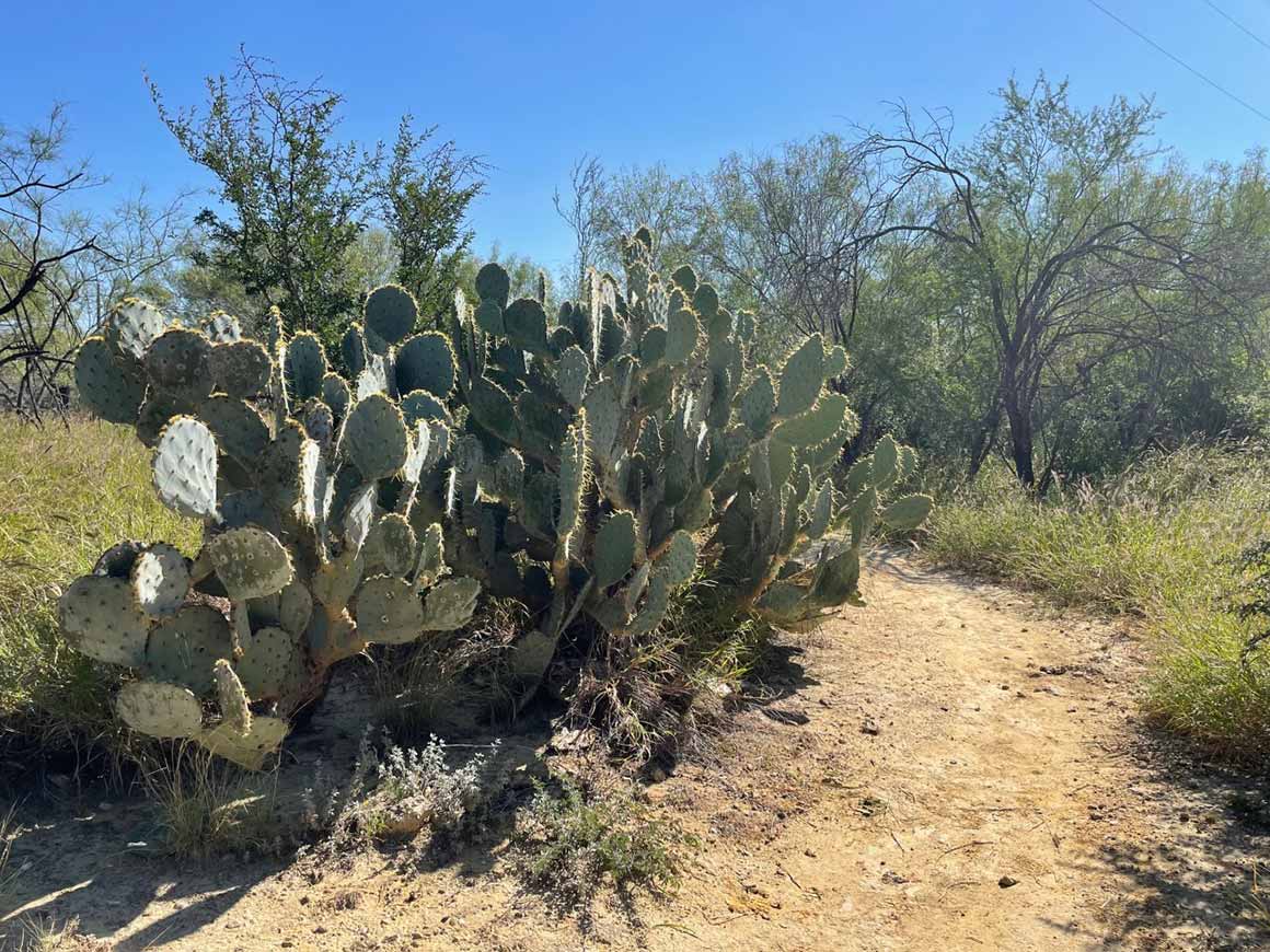 Mesquite Bend Trail - Lake Casa Blanca State Park