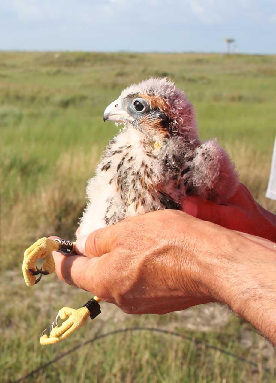 Mustang Island Aplomado Falcon Chick