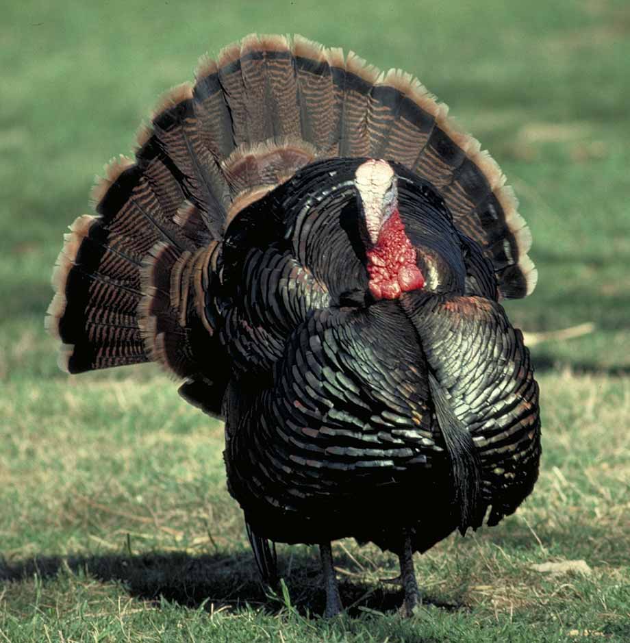 Turkey