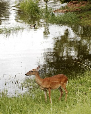 deer standing at the edge of the lake